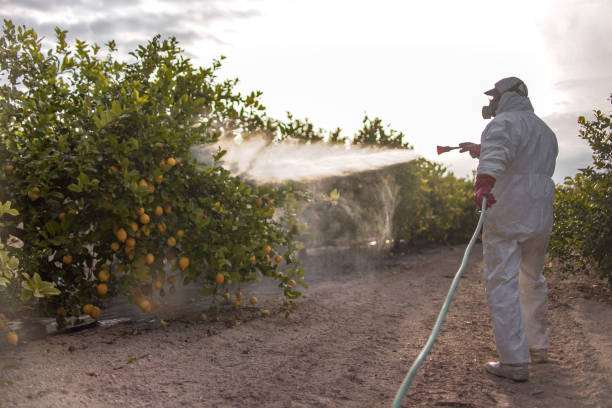 Reliable Daytona Beach, FL Pest Control Solutions