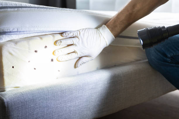 Best Rat Extermination Near Me  in Daytona Beach, FL