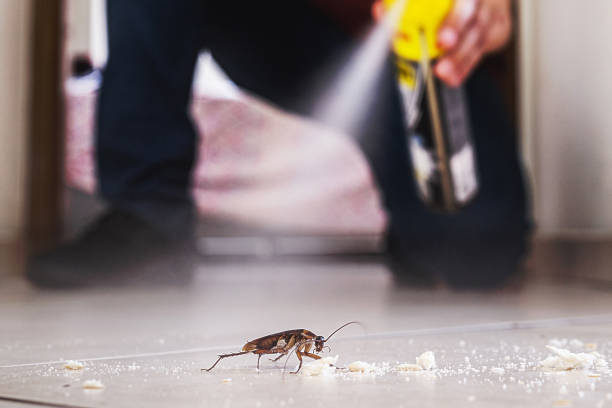 Best Pest Control Near Me in Daytona Beach, FL