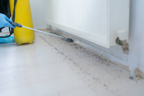 Best Pest Removal Services  in Daytona Beach, FL
